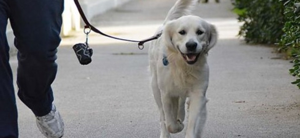 L'ordinanza: Obbligo di bottiglia d'acqua per pulire la pipì del cane''